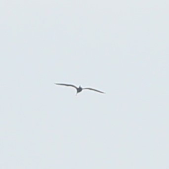 ibis hnědý - ML599865531