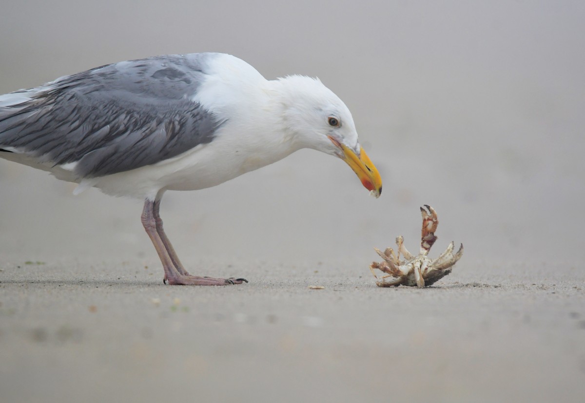 Herring Gull - ML599865611