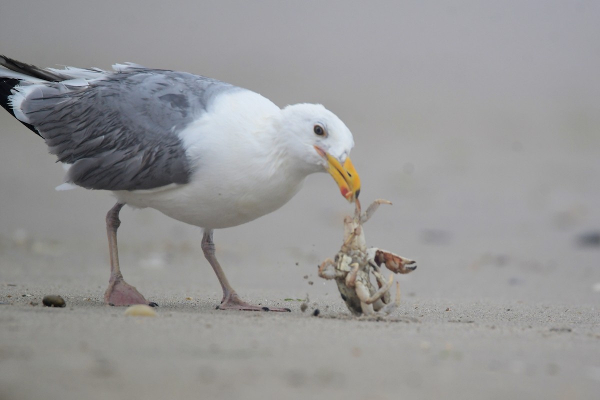 Herring Gull - ML599865621