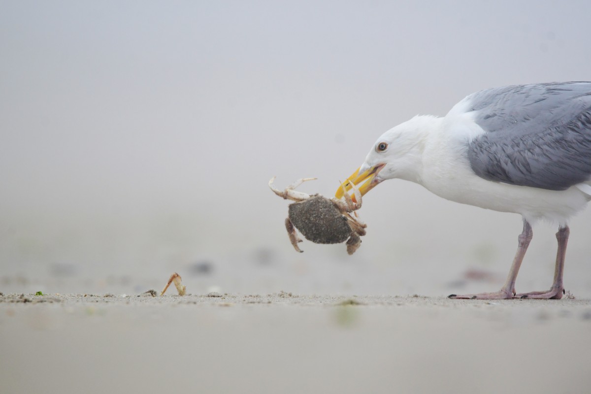 Herring Gull - ML599865641