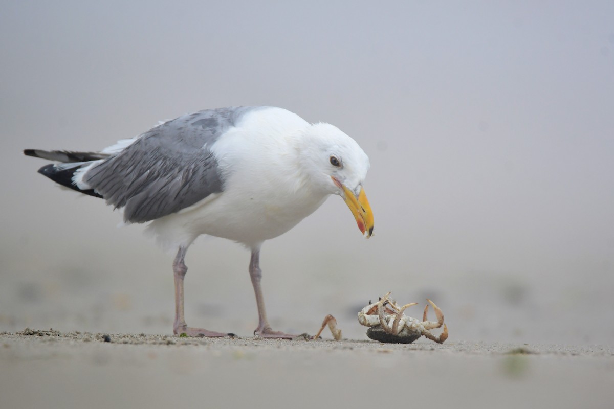 Herring Gull - ML599865651