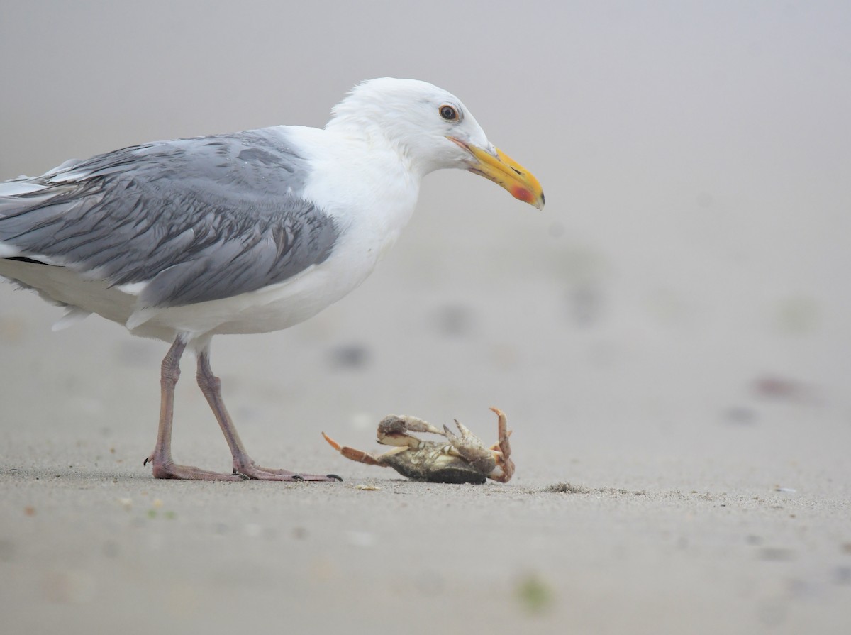 Herring Gull - ML599865661