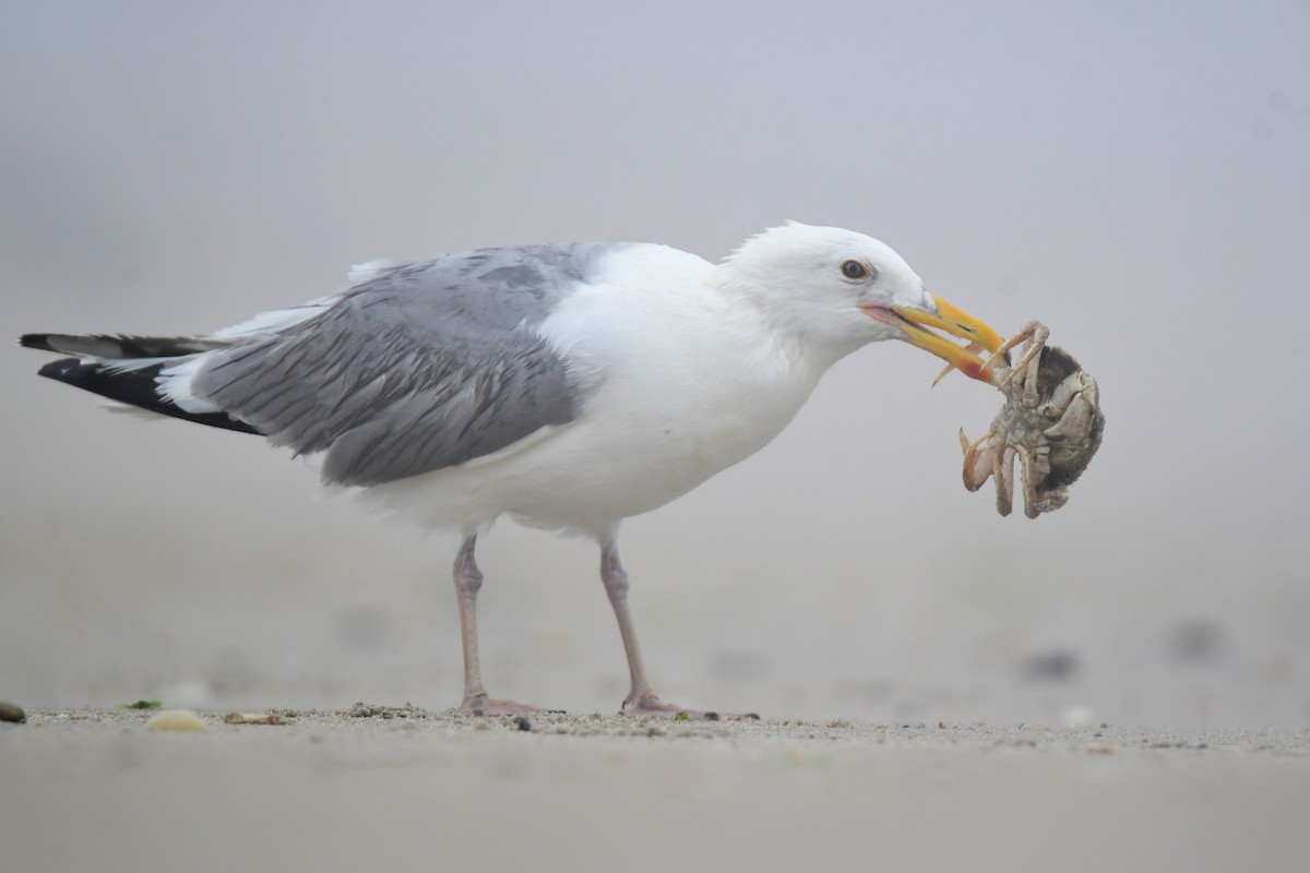 Herring Gull - ML599865671