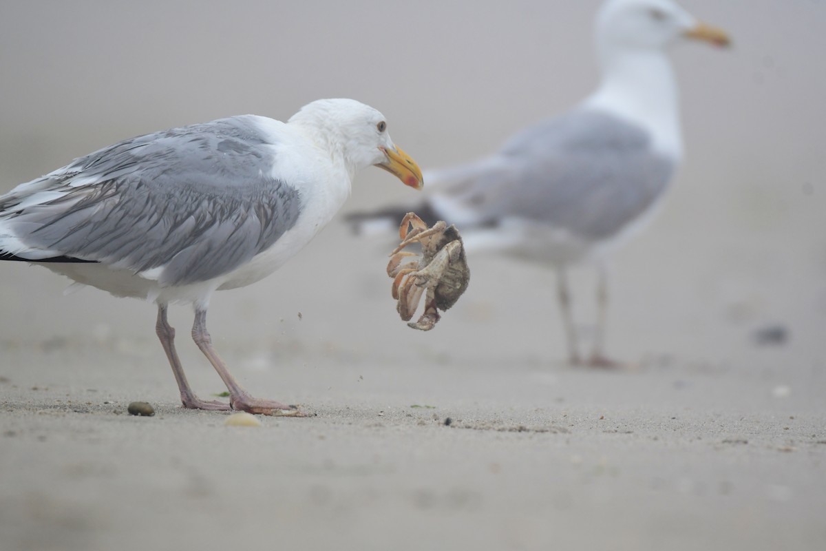 Herring Gull - ML599865691