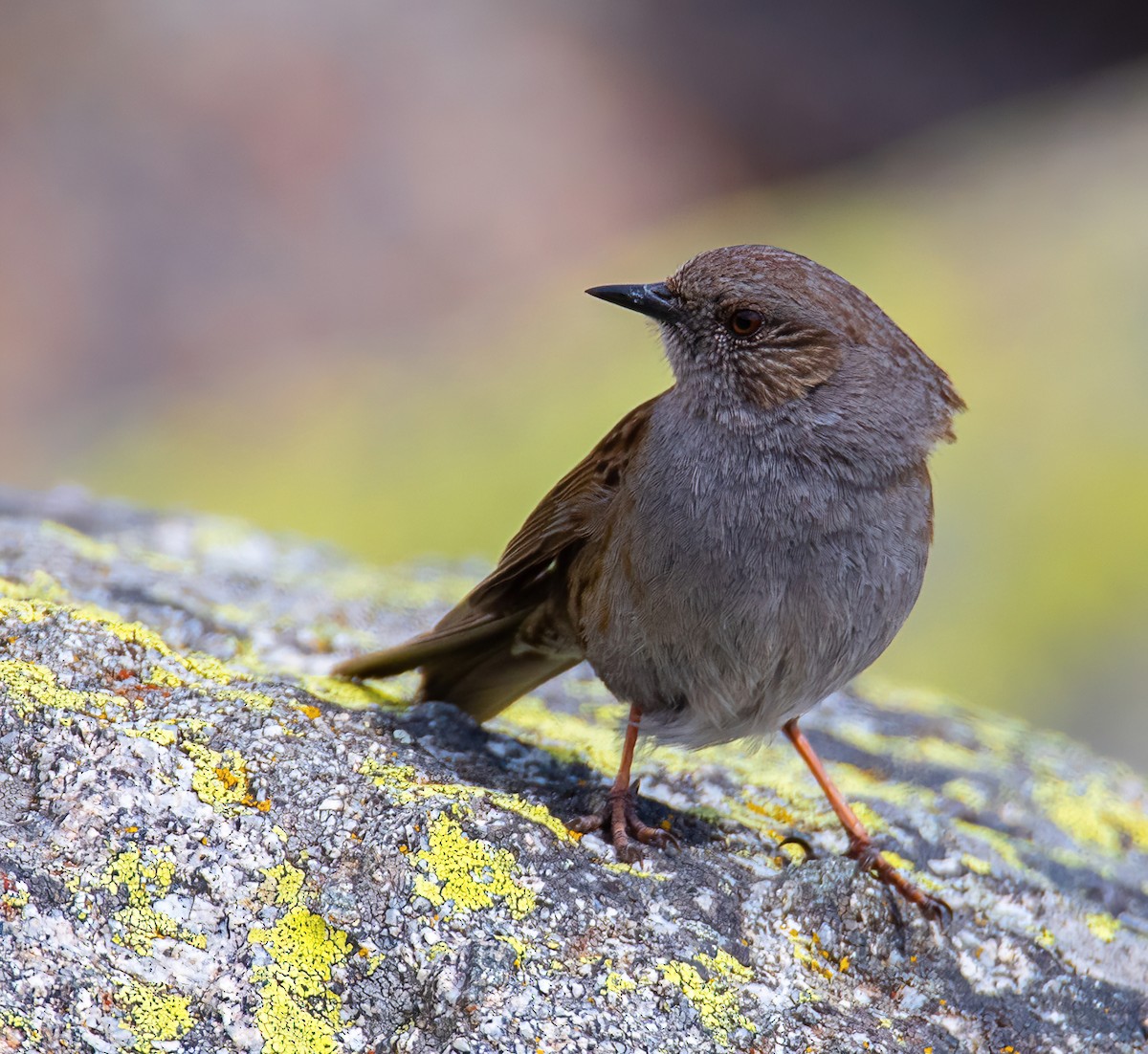 Dunnock - ML599865811