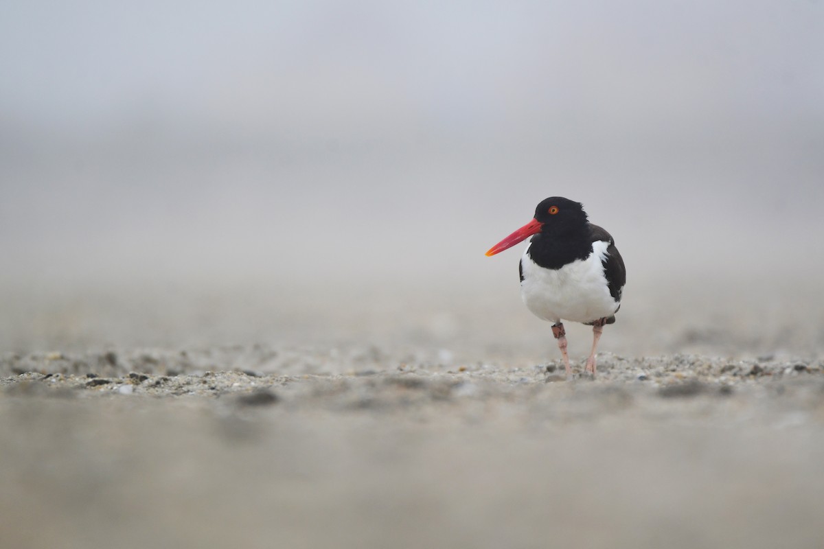 American Oystercatcher - Chaiby Leiman