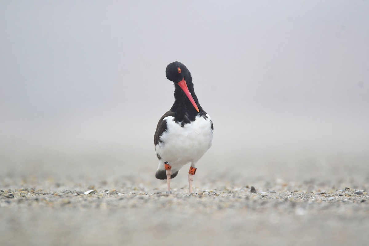 American Oystercatcher - ML599865931