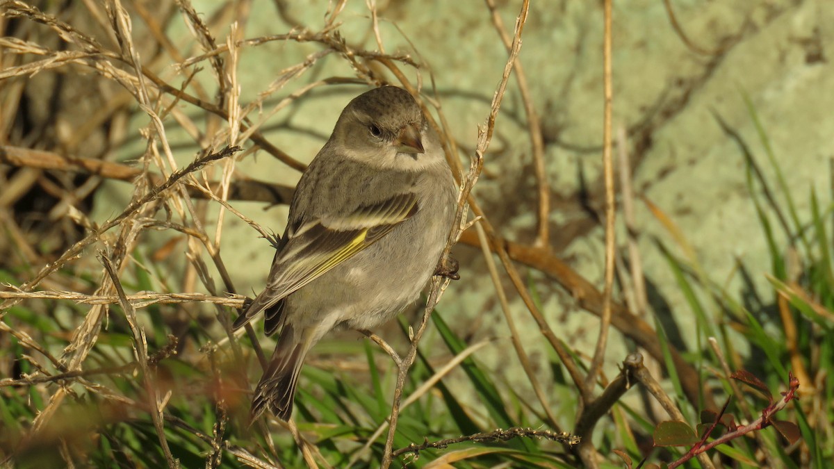 Spinus sp. - Ariadna Tripaldi