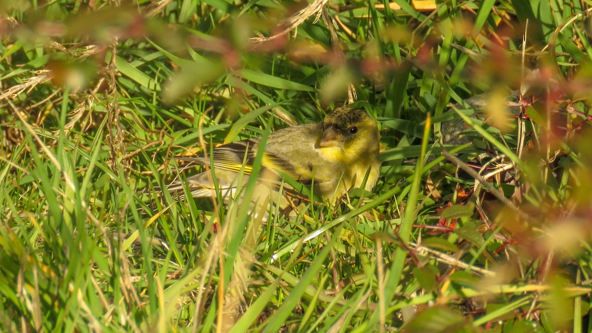 Spinus sp. - Ariadna Tripaldi