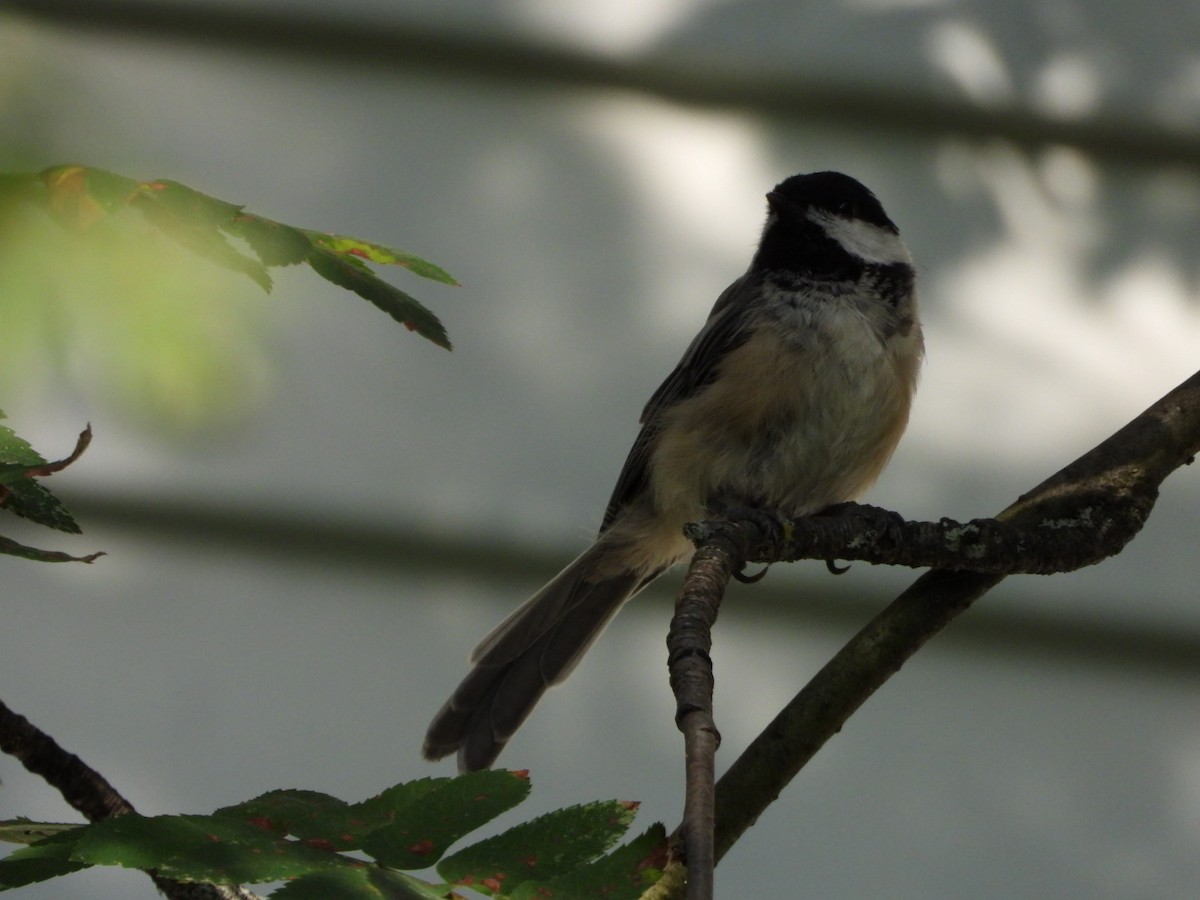 Black-capped Chickadee - ML599867561