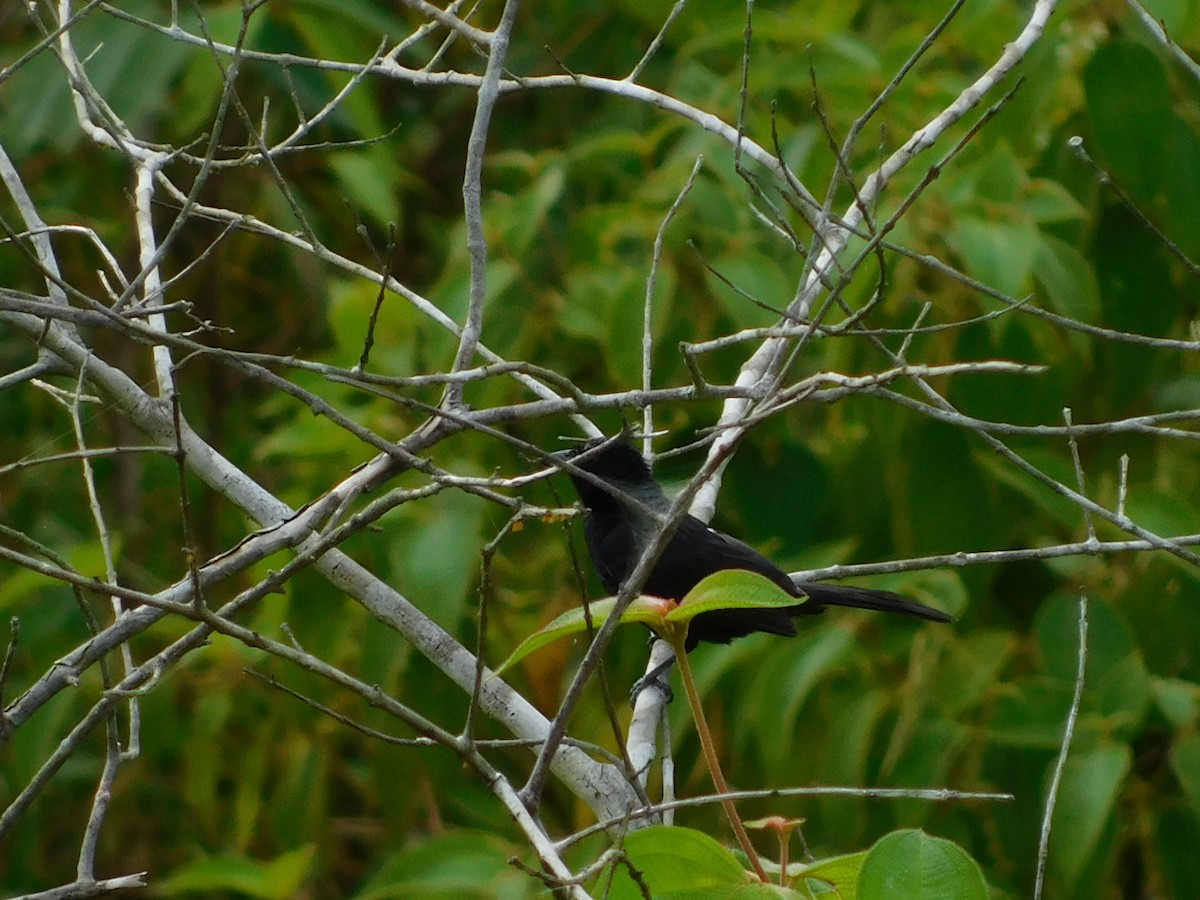 White-lined Tanager - ML599868111