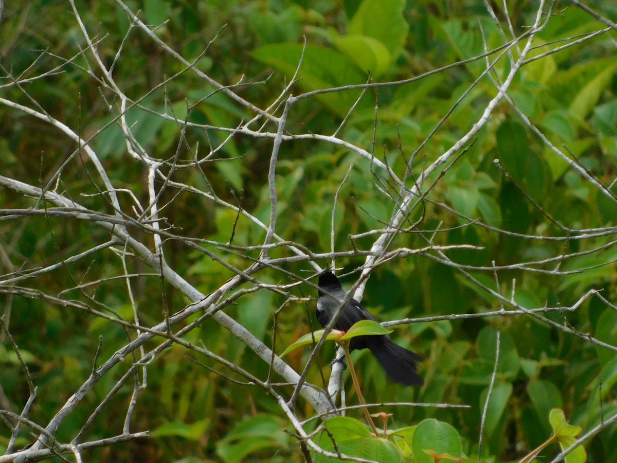 White-lined Tanager - ML599868221