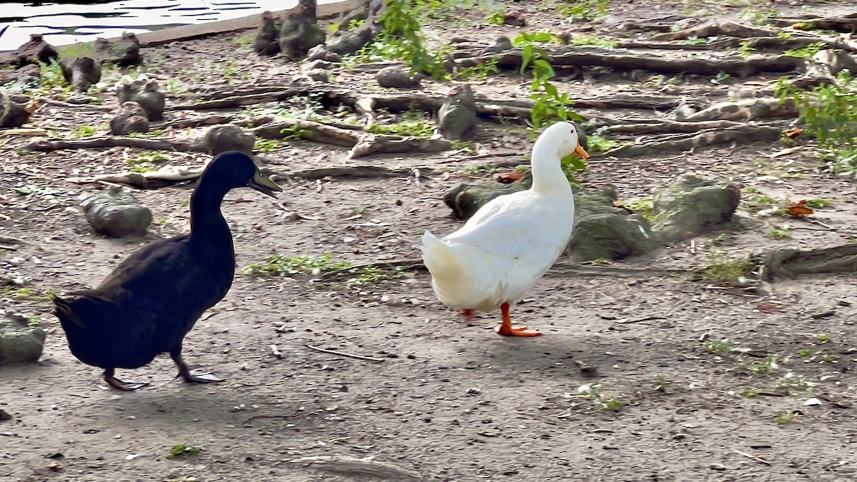 Mallard (Domestic type) - ML599868491