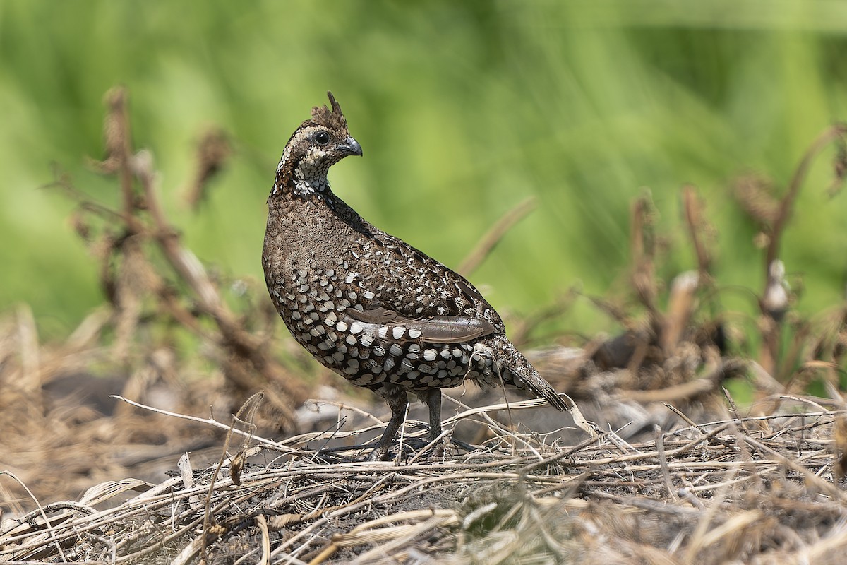 Crested Bobwhite - ML599870151