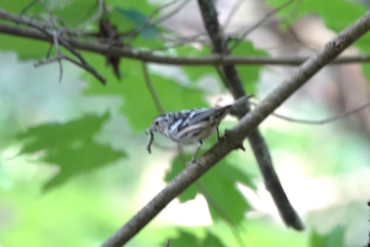 Black-and-white Warbler - Judy Dunn