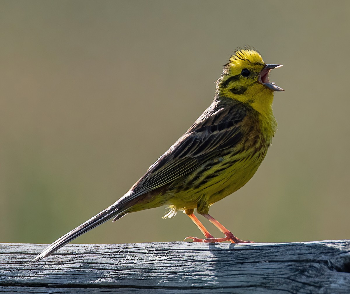Yellowhammer - Verónica Suárez Blanco