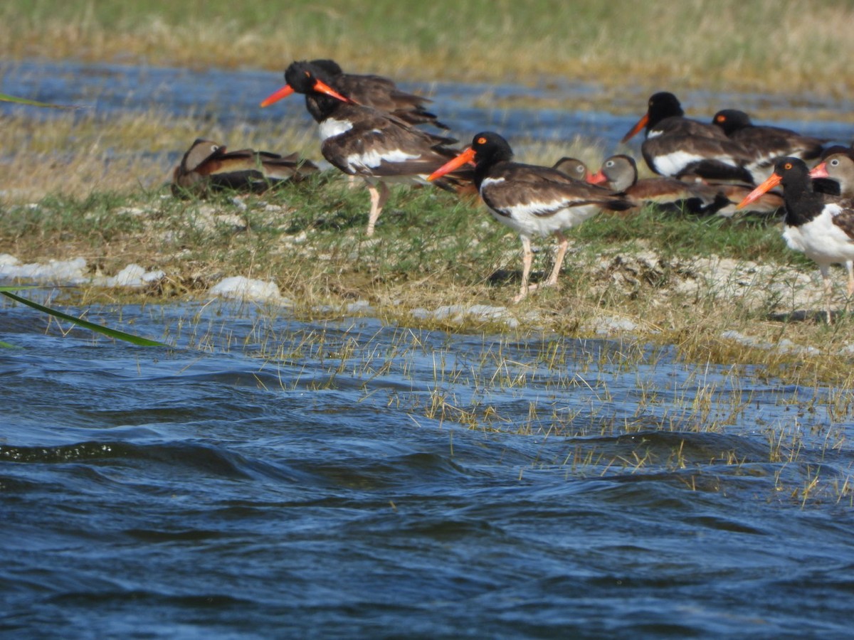 American Oystercatcher - ML599870871