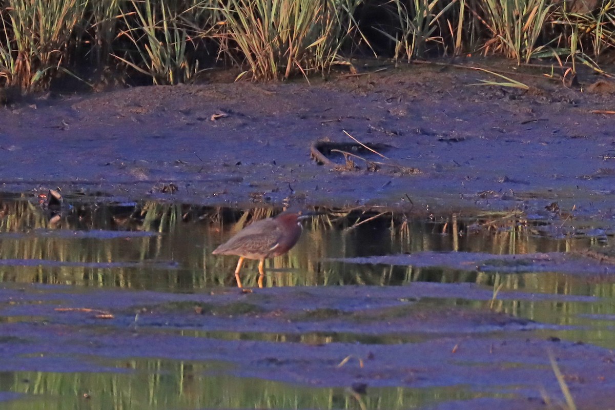 Green Heron - Corey Finger