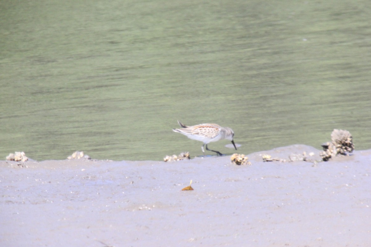 Western Sandpiper - ML599871961