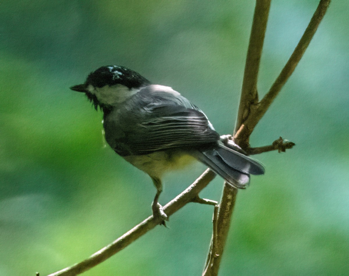 Carolina Chickadee - ML599872121