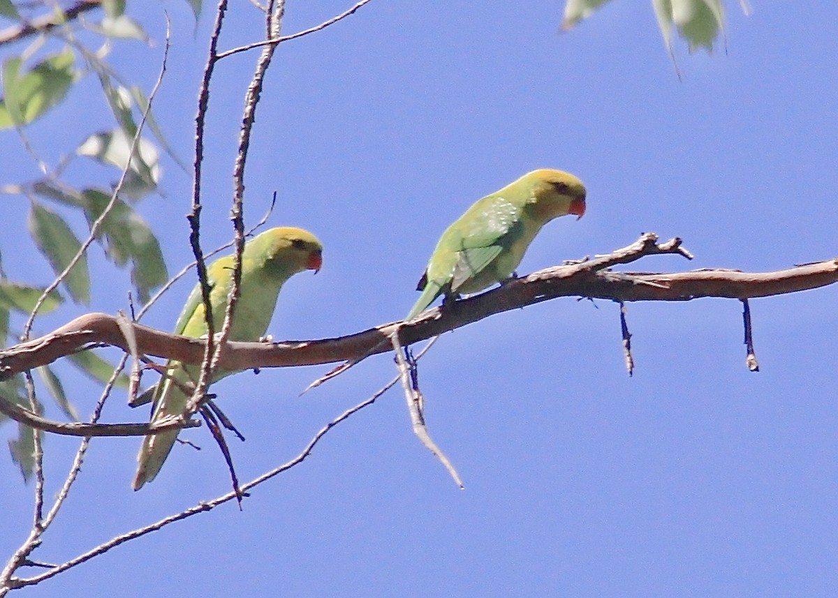 Olive-headed Lorikeet - Gil Ewing