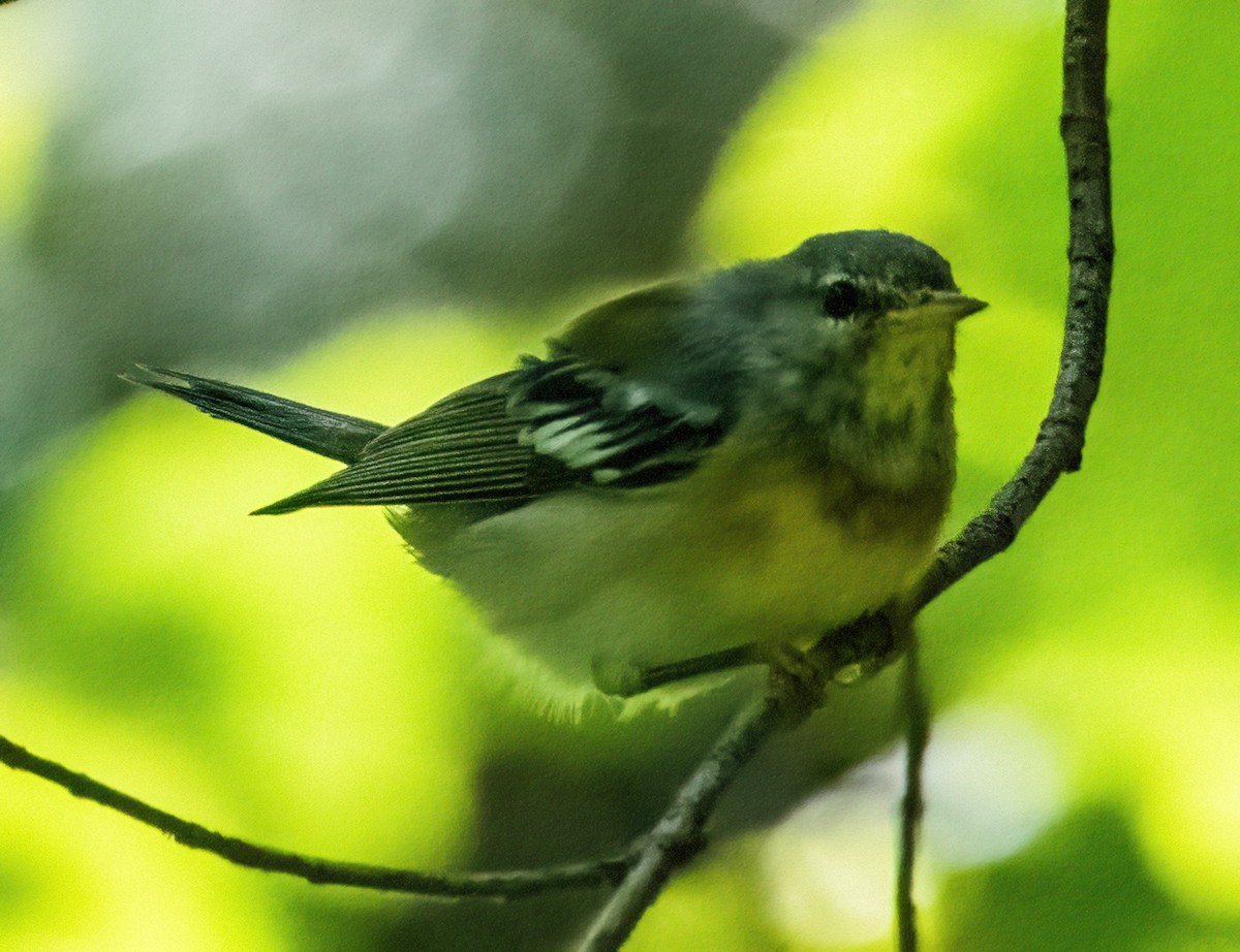 Parula Norteña - ML599872431