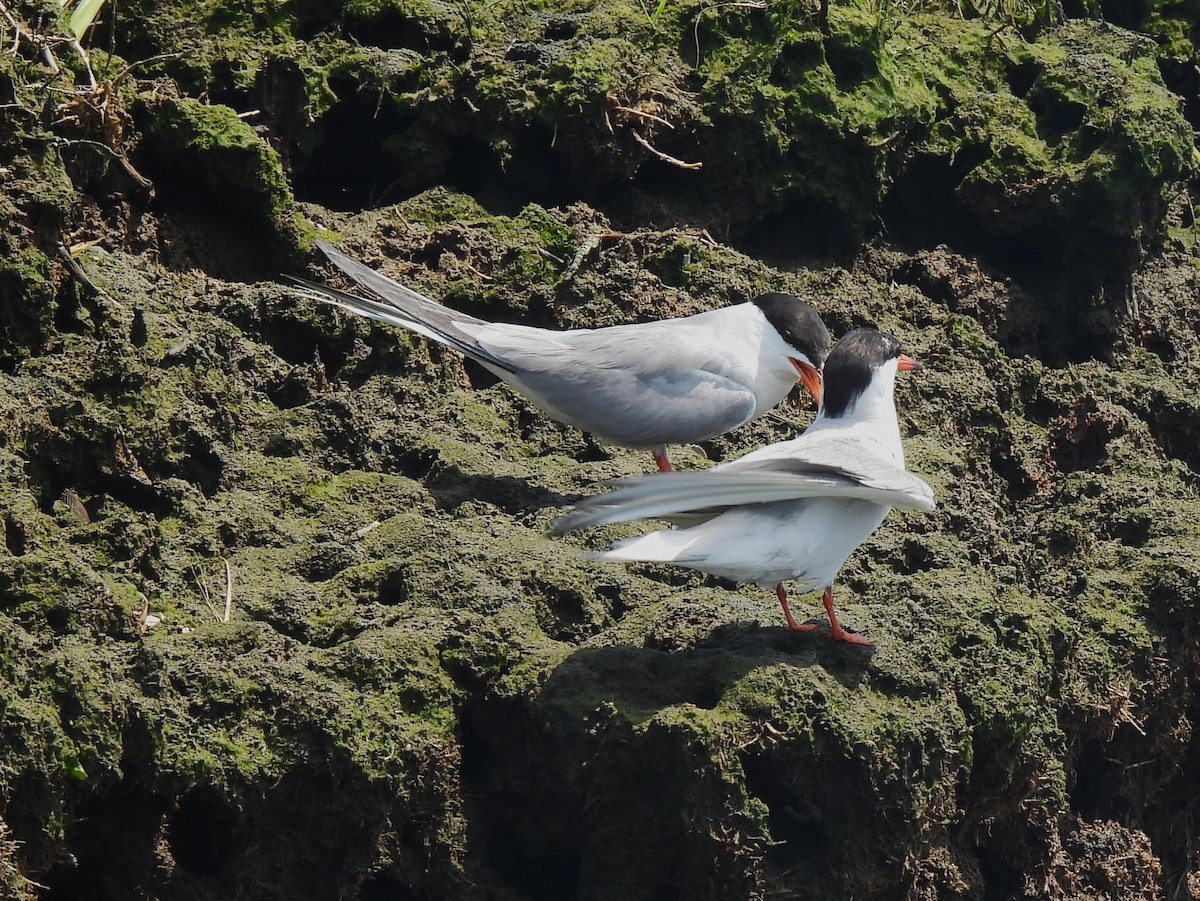 Common Tern - ML599872591