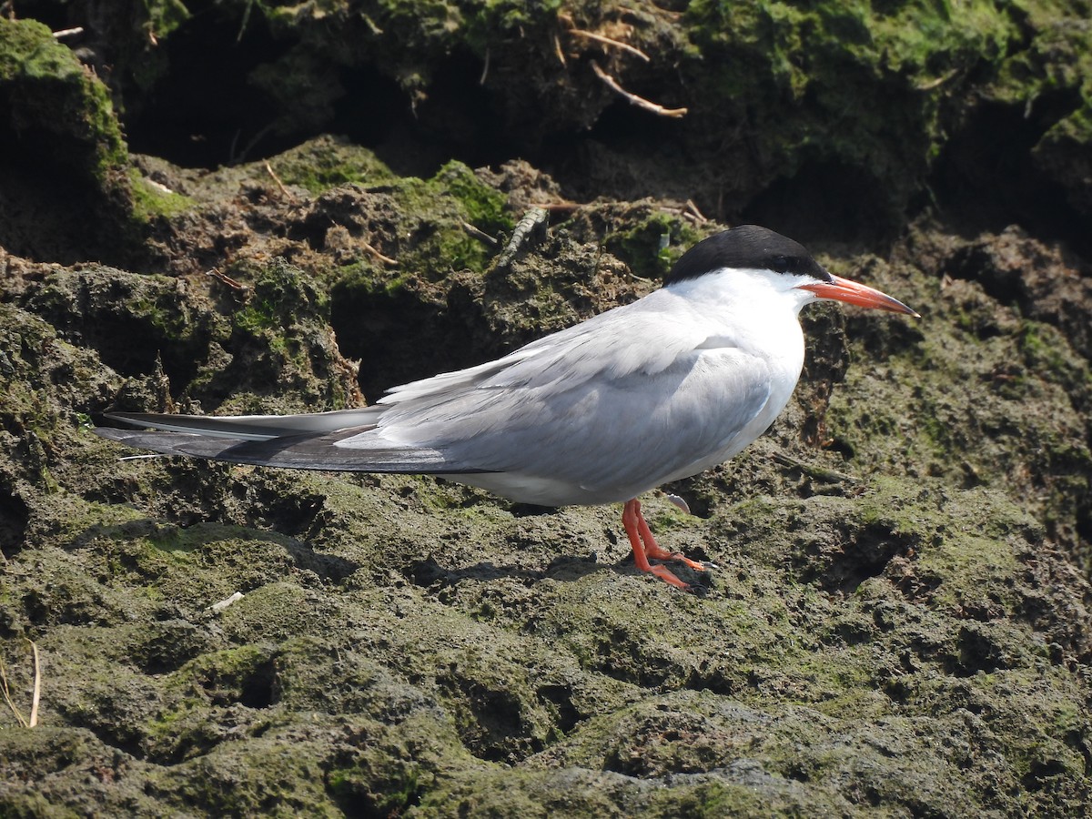 Common Tern - Jennifer Wilson-Pines