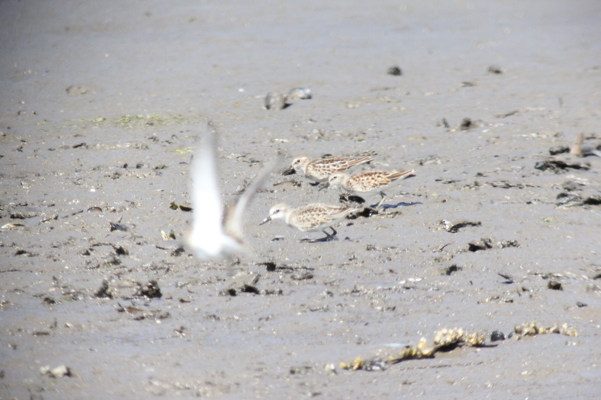 Semipalmated Sandpiper - ML599873631