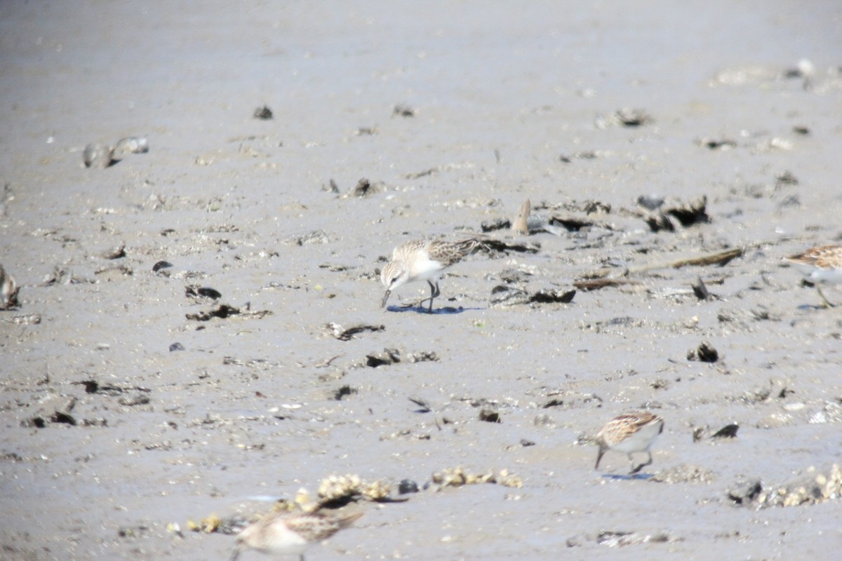 Semipalmated Sandpiper - ML599873961