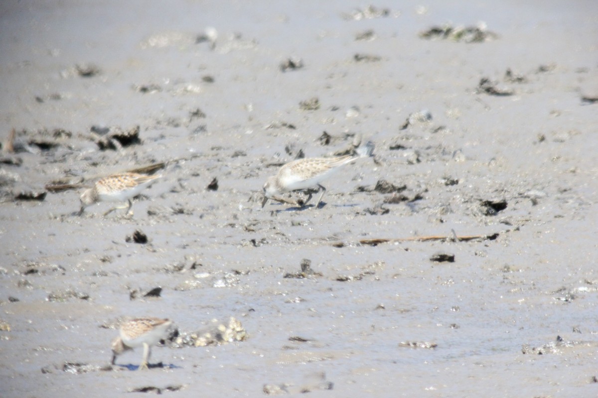 Semipalmated Sandpiper - ML599874411