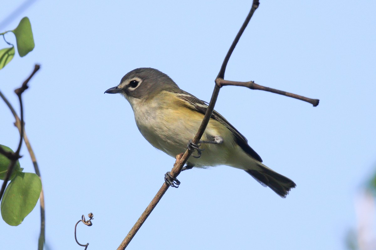 Blue-headed Vireo - Boris Novikov