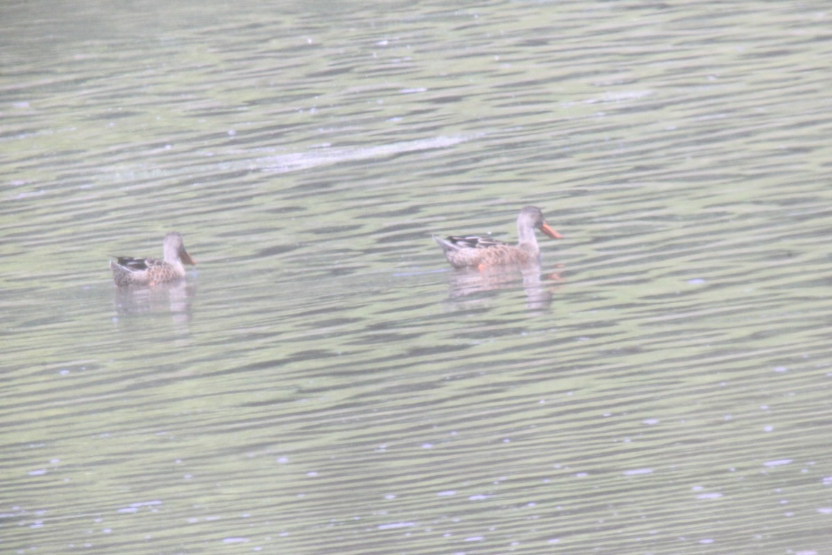 Northern Shoveler - ML599874531