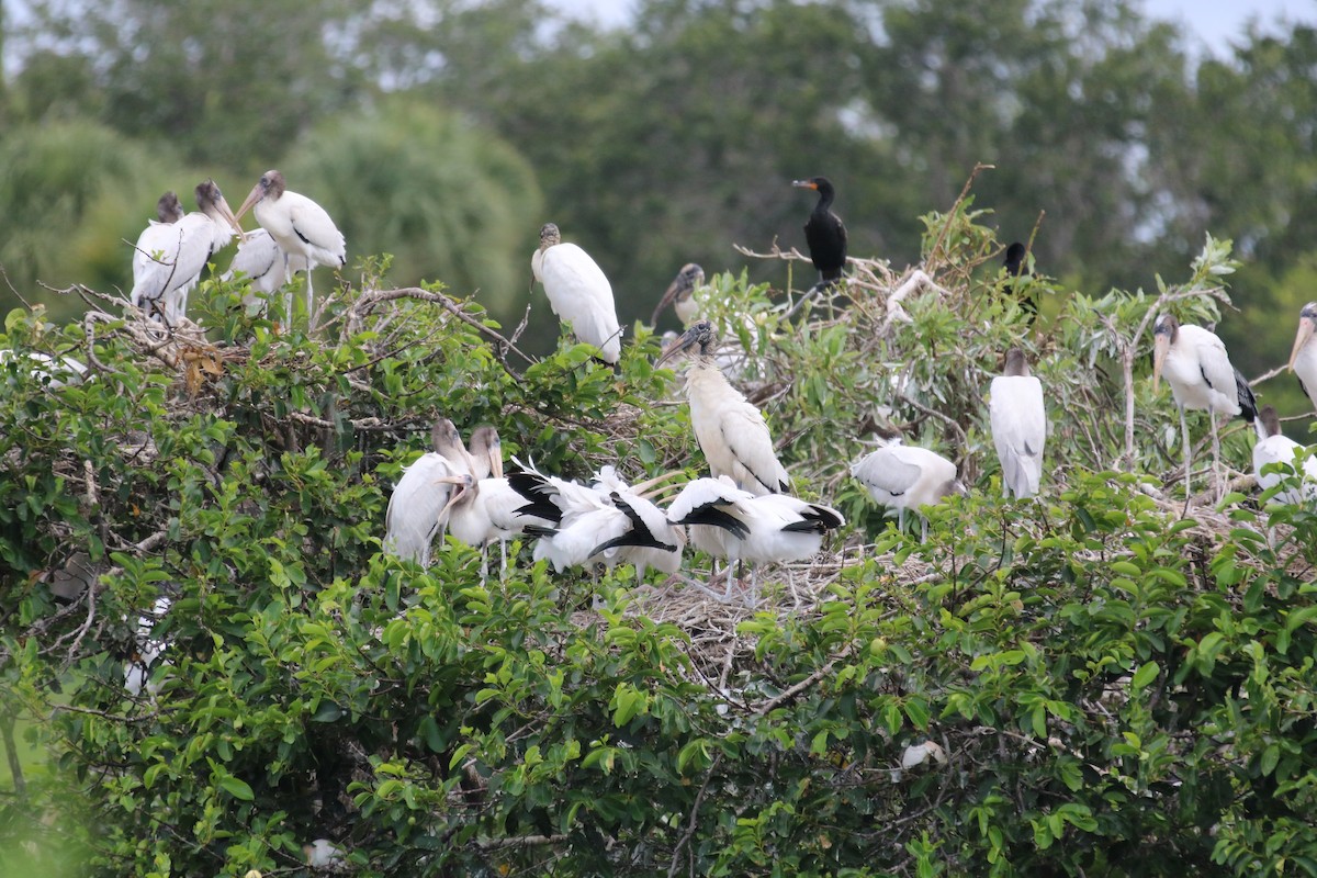 Wood Stork - Philip Andescavage