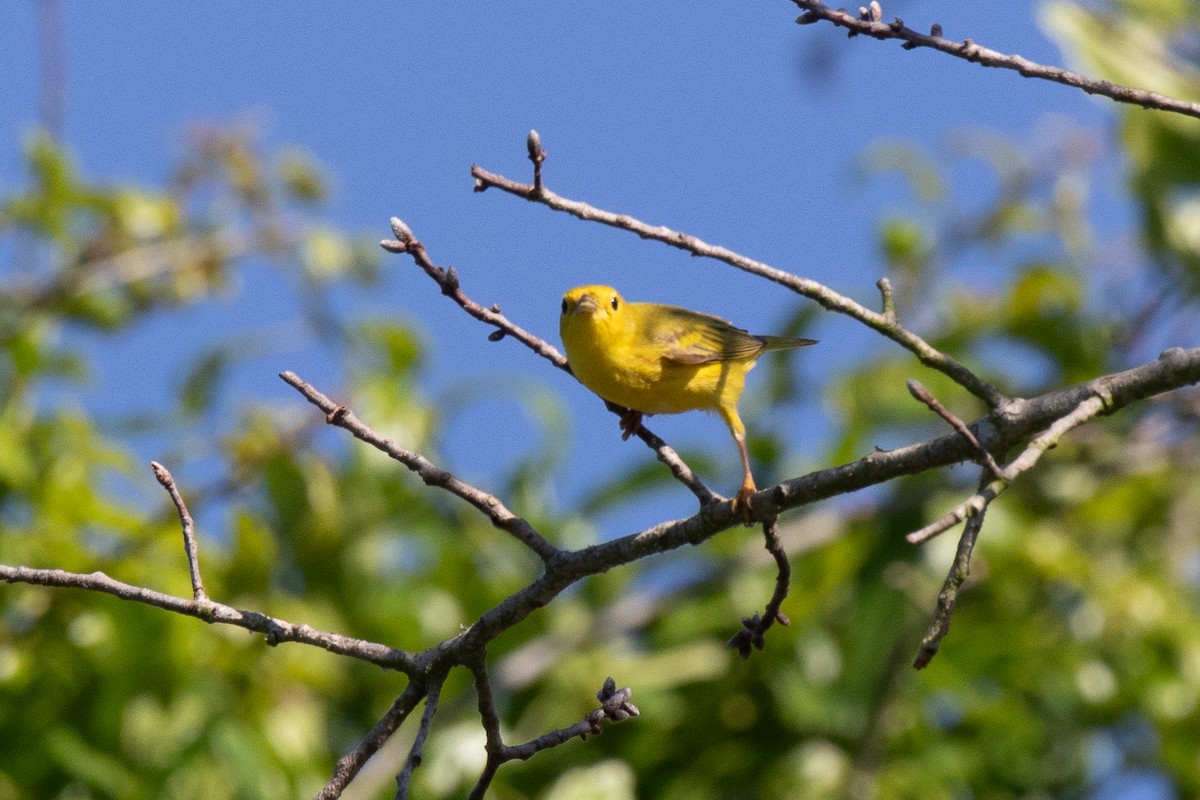 Yellow Warbler - Boris Novikov