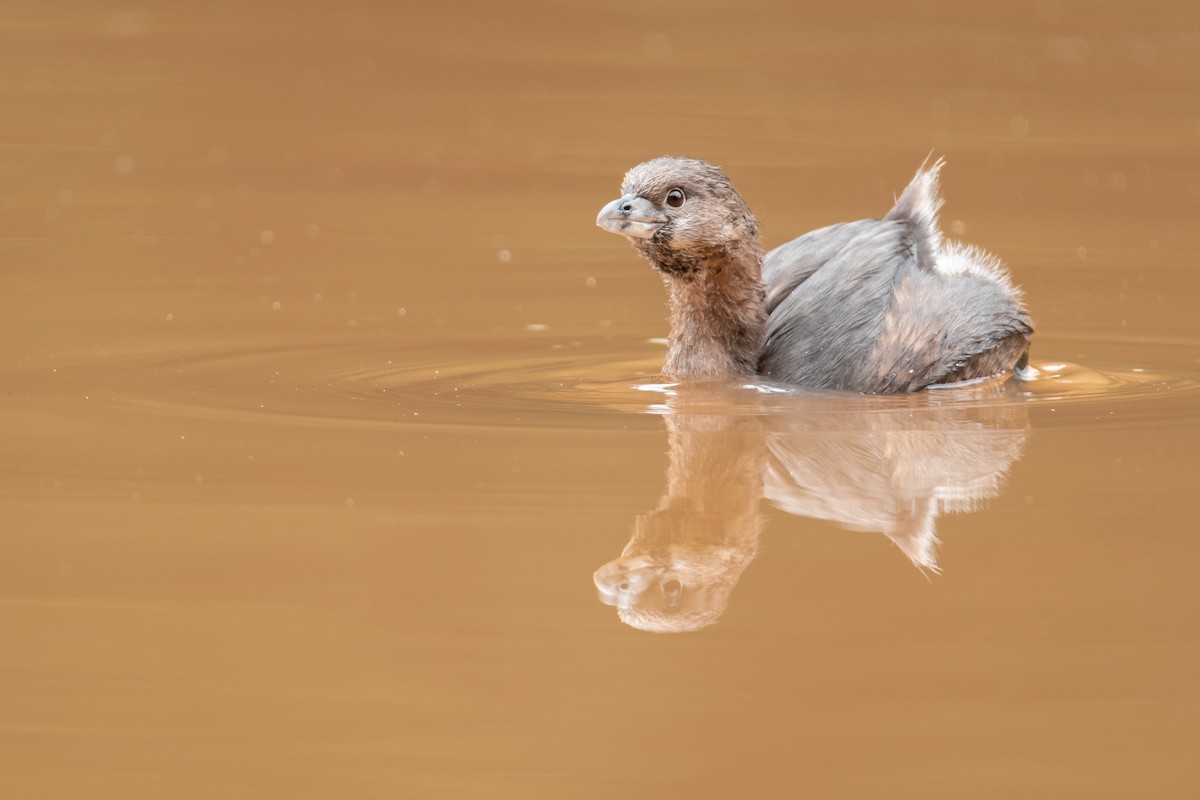 Pied-billed Grebe - ML599875201