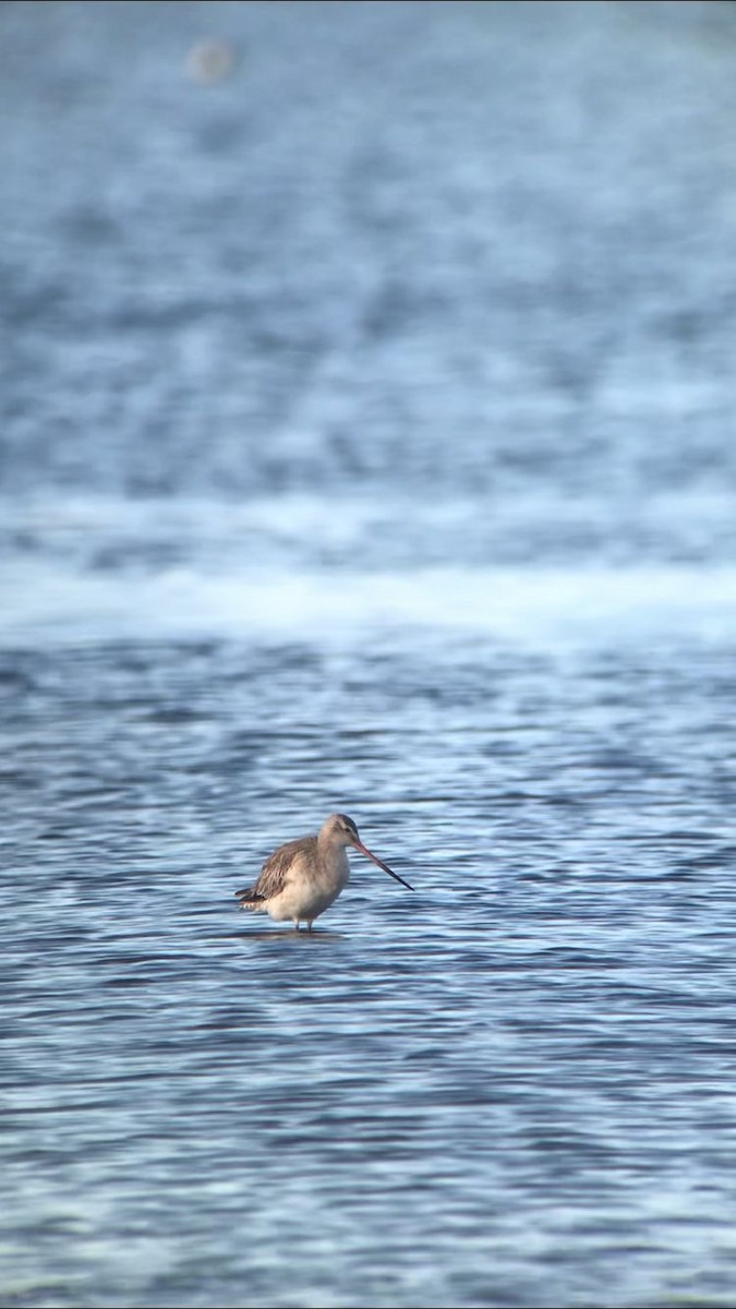 Bar-tailed Godwit - ML599876151