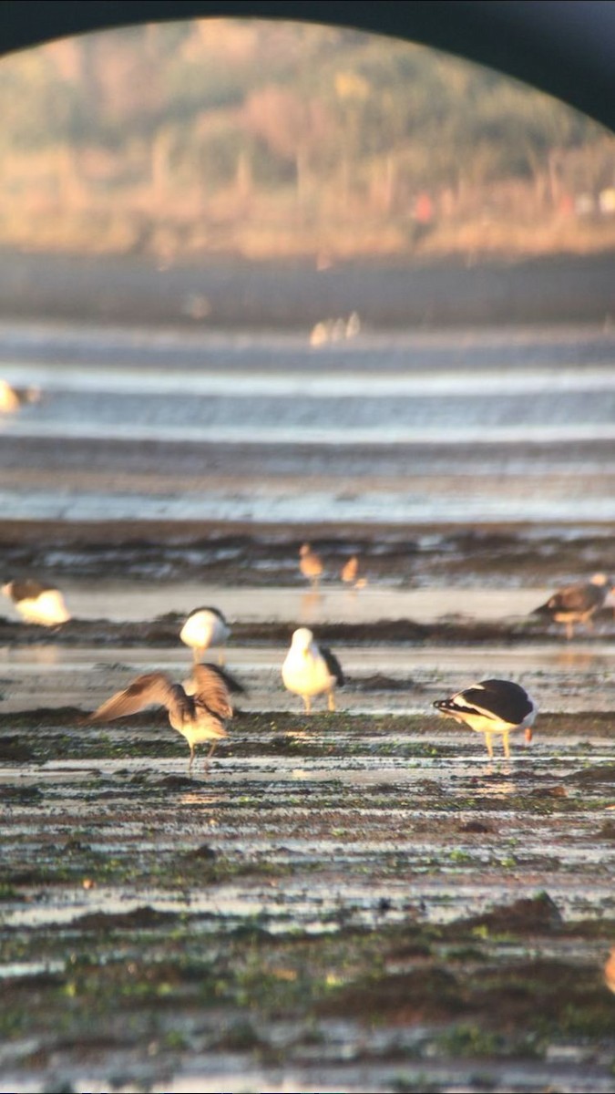 Bar-tailed Godwit - ML599876161