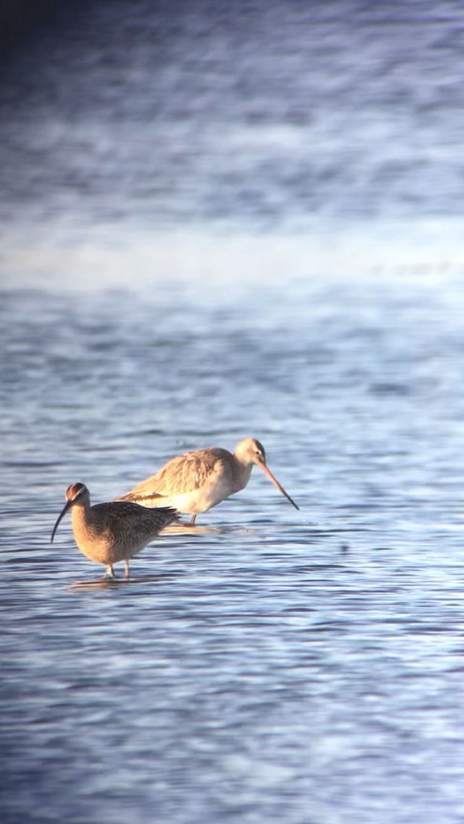 Bar-tailed Godwit - ML599876171