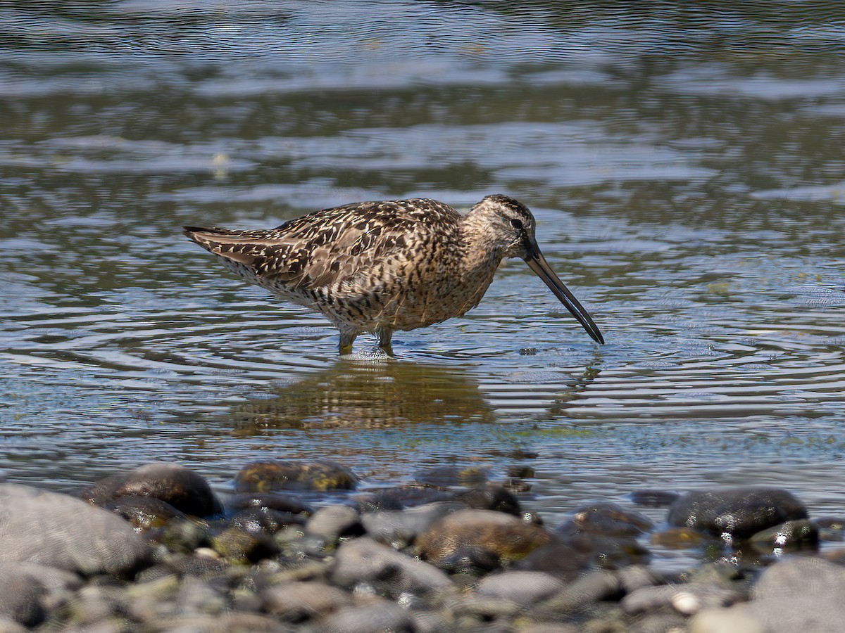 Long-billed Dowitcher - ML599876511