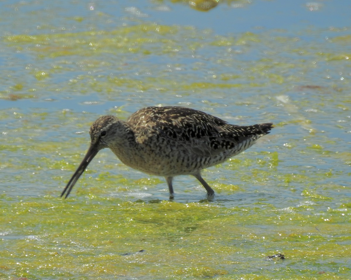 Long-billed Dowitcher - ML599876991