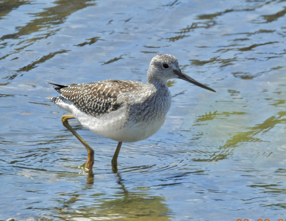 plystresnipe - ML599877101