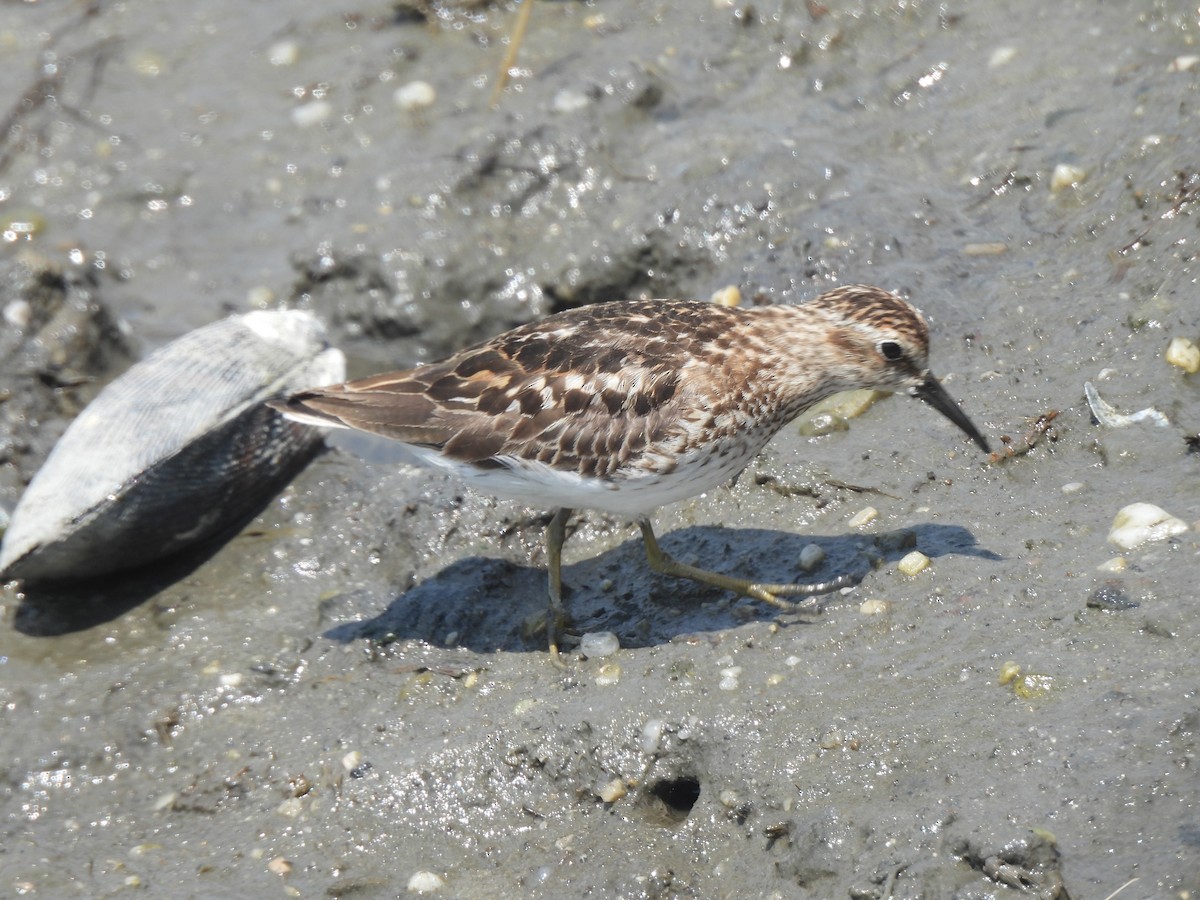 Least Sandpiper - Jennifer Wilson-Pines