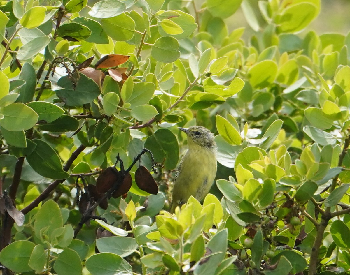 Orange-crowned Warbler - ML599878581