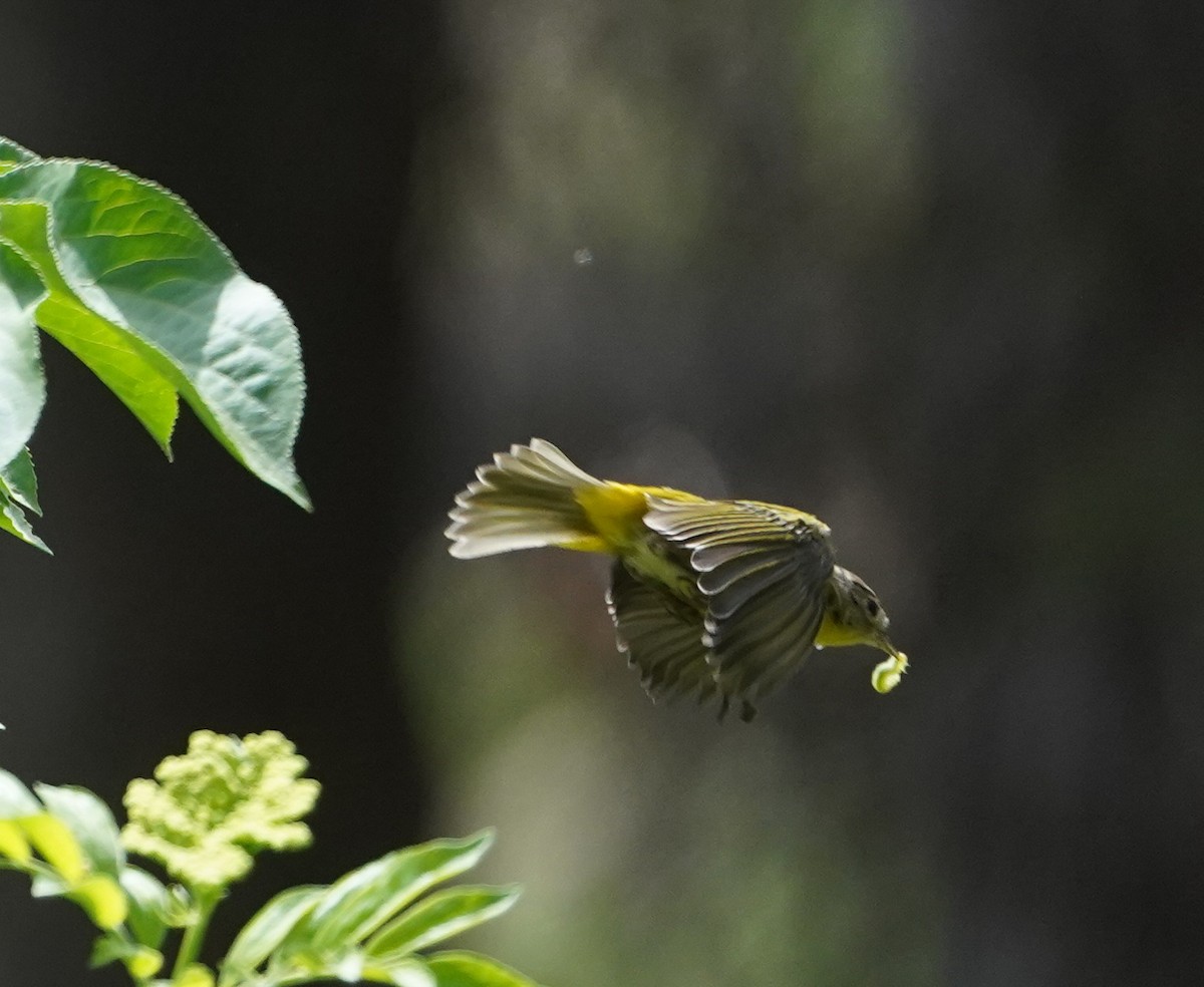 Nashville Warbler - ML599878601