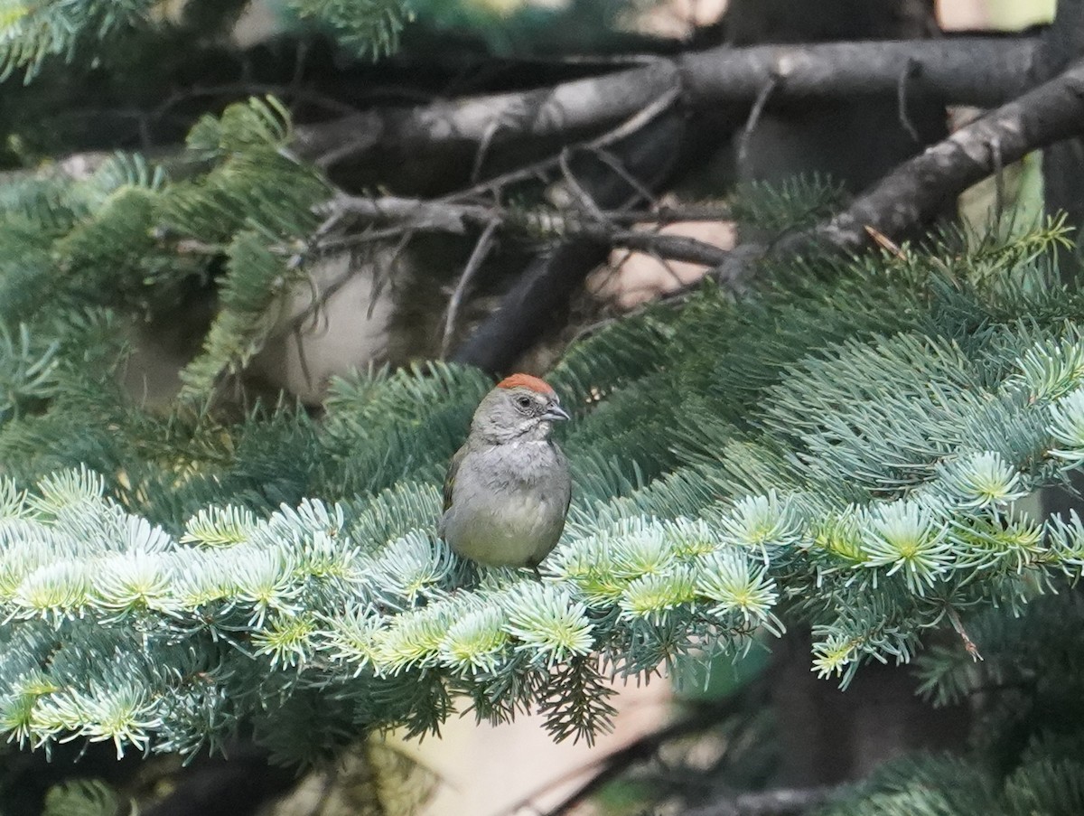 Green-tailed Towhee - ML599878631