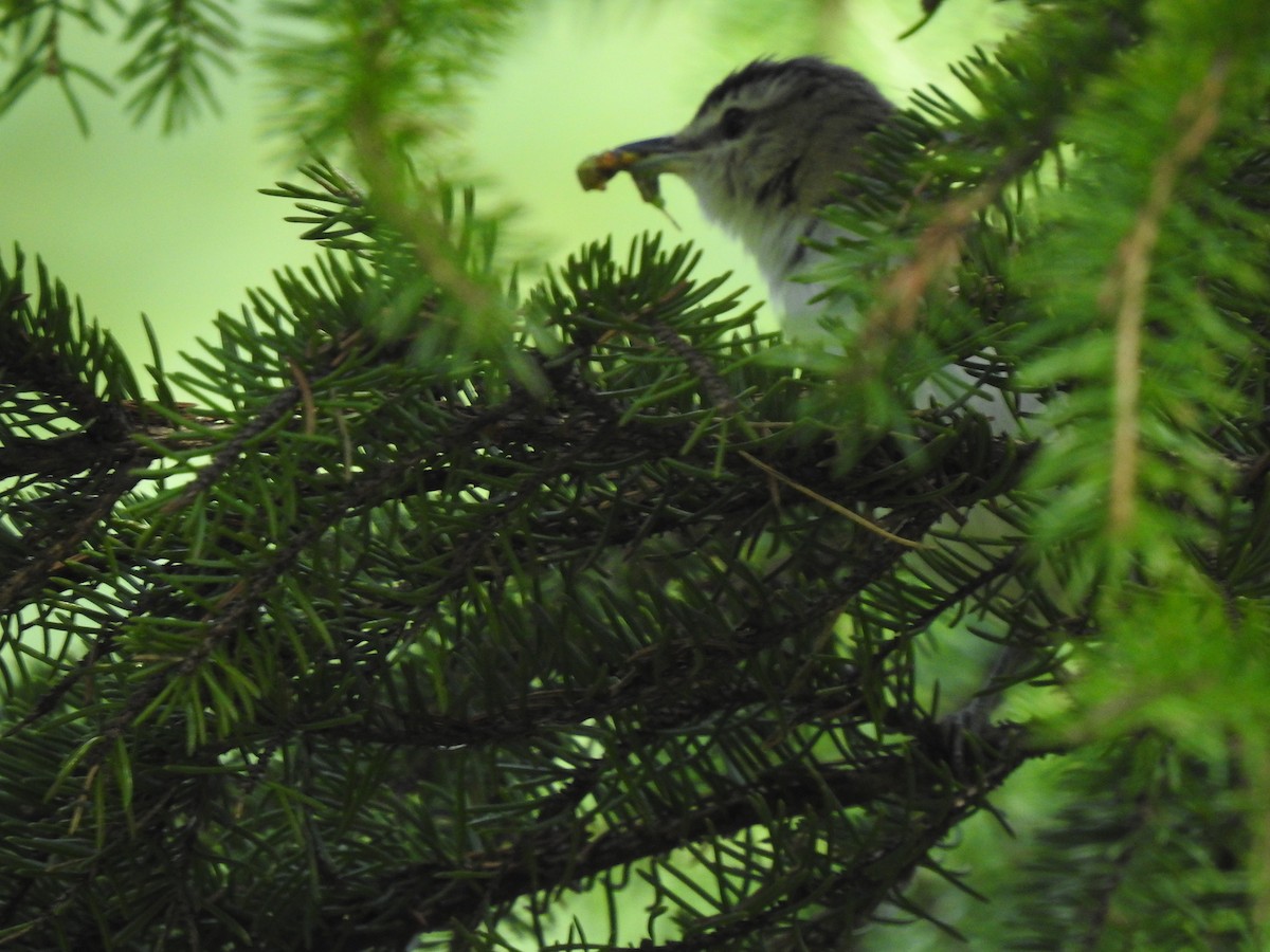 Red-eyed Vireo - ML599878711