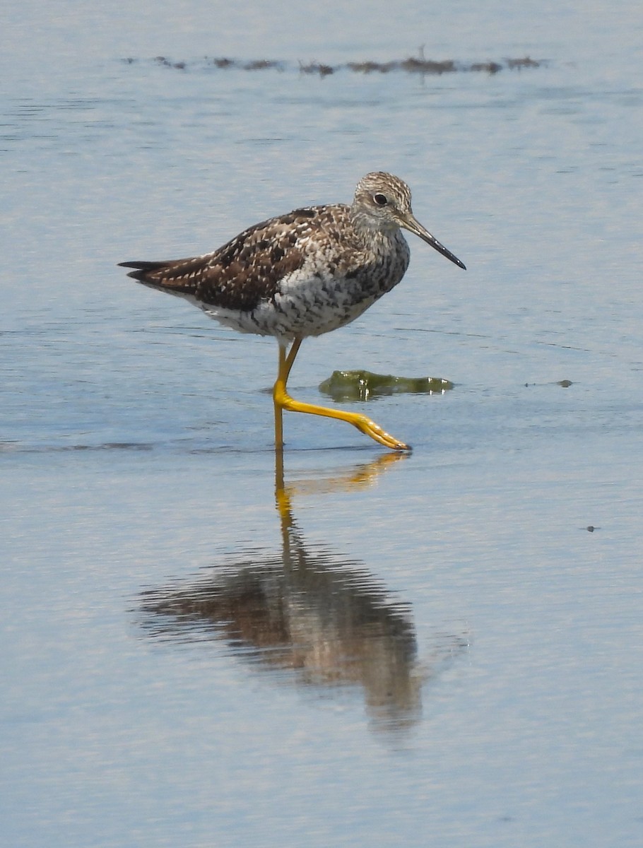 Greater Yellowlegs - Jennifer Wilson-Pines