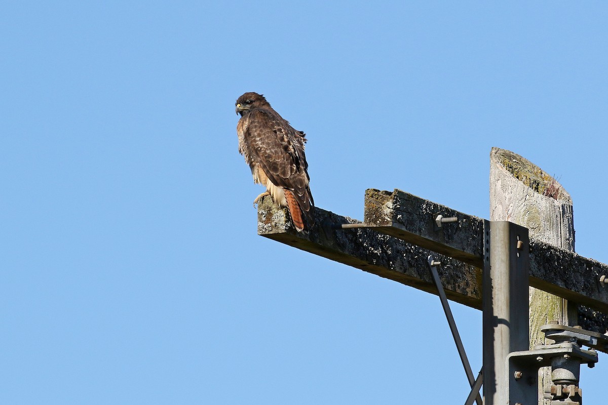 Red-tailed Hawk - ML599878981