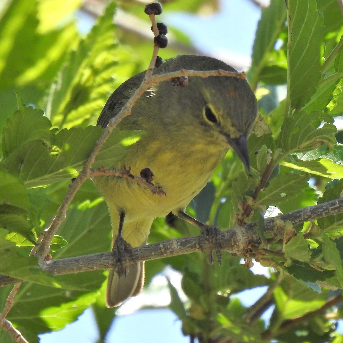 Orange-crowned Warbler - ML599880961